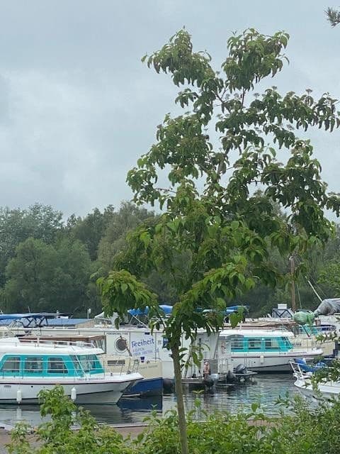 Prodej domu 100 m², pozemek 252 m², Luvweg 5C, Rechlin, Mecklenburg-Vorpommern Prodej domu 100 m², pozemek 252 m², Luvweg 5C, Rechlin, Mecklenburg-Vorpommern