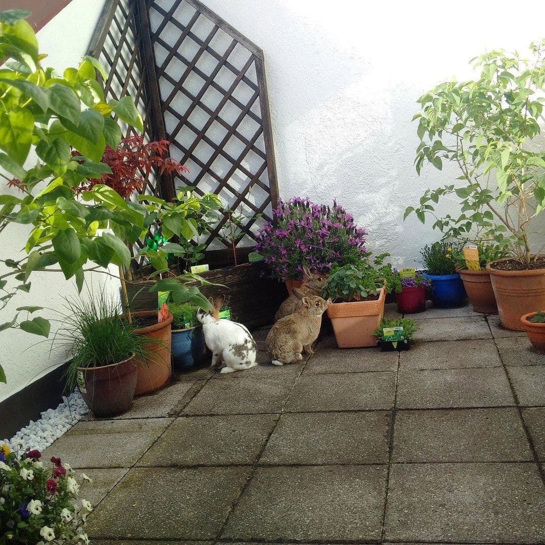 Pronájem bytu 2+1 96 m², Göggingerstr 31, Augsburg, Bavorsko Pronájem bytu 2+1 96 m², Göggingerstr 31, Augsburg, Bavorsko