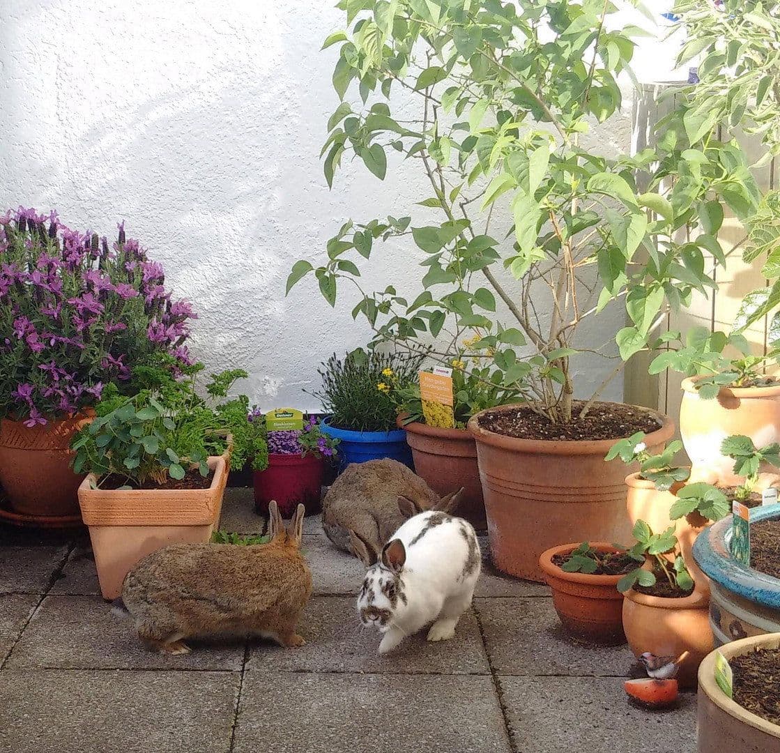 Pronájem bytu 2+1 96 m², Göggingerstr 31, Augsburg, Bavorsko Pronájem bytu 2+1 96 m², Göggingerstr 31, Augsburg, Bavorsko