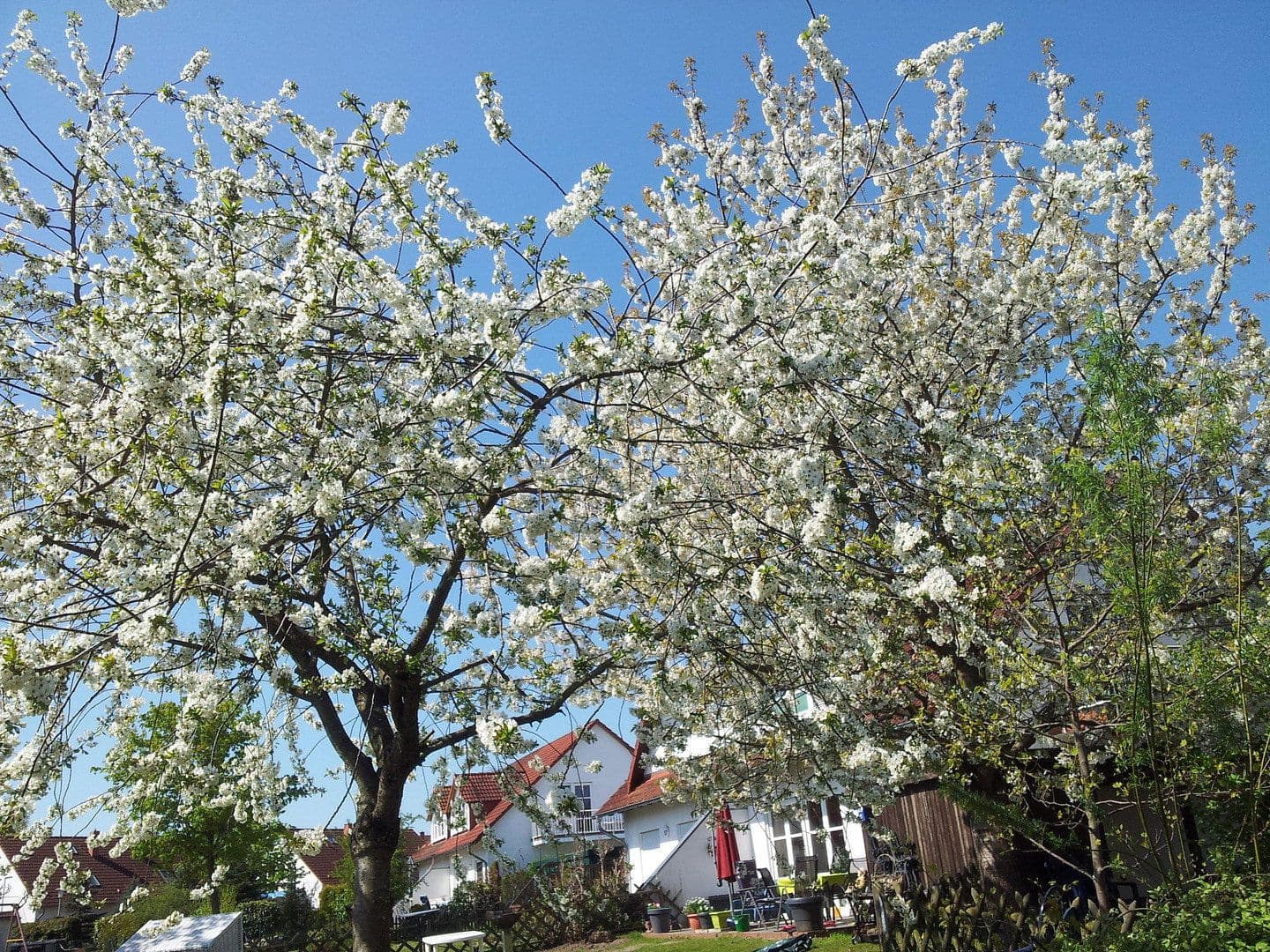Prodej domu 120 m², pozemek 449 m², Garz/Rügen, Mecklenburg-Vorpommern Prodej domu 120 m², pozemek 449 m², Garz/Rügen, Mecklenburg-Vorpommern