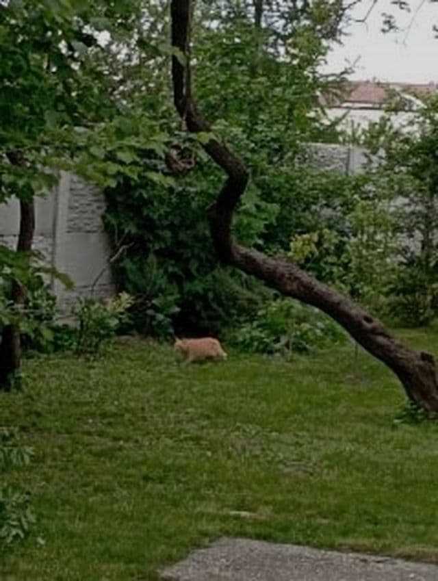 Prodej pozemku 431 m², Centrálna, Miloslavov, Bratislavský kraj Prodej pozemku 431 m², Centrálna, Miloslavov, Bratislavský kraj