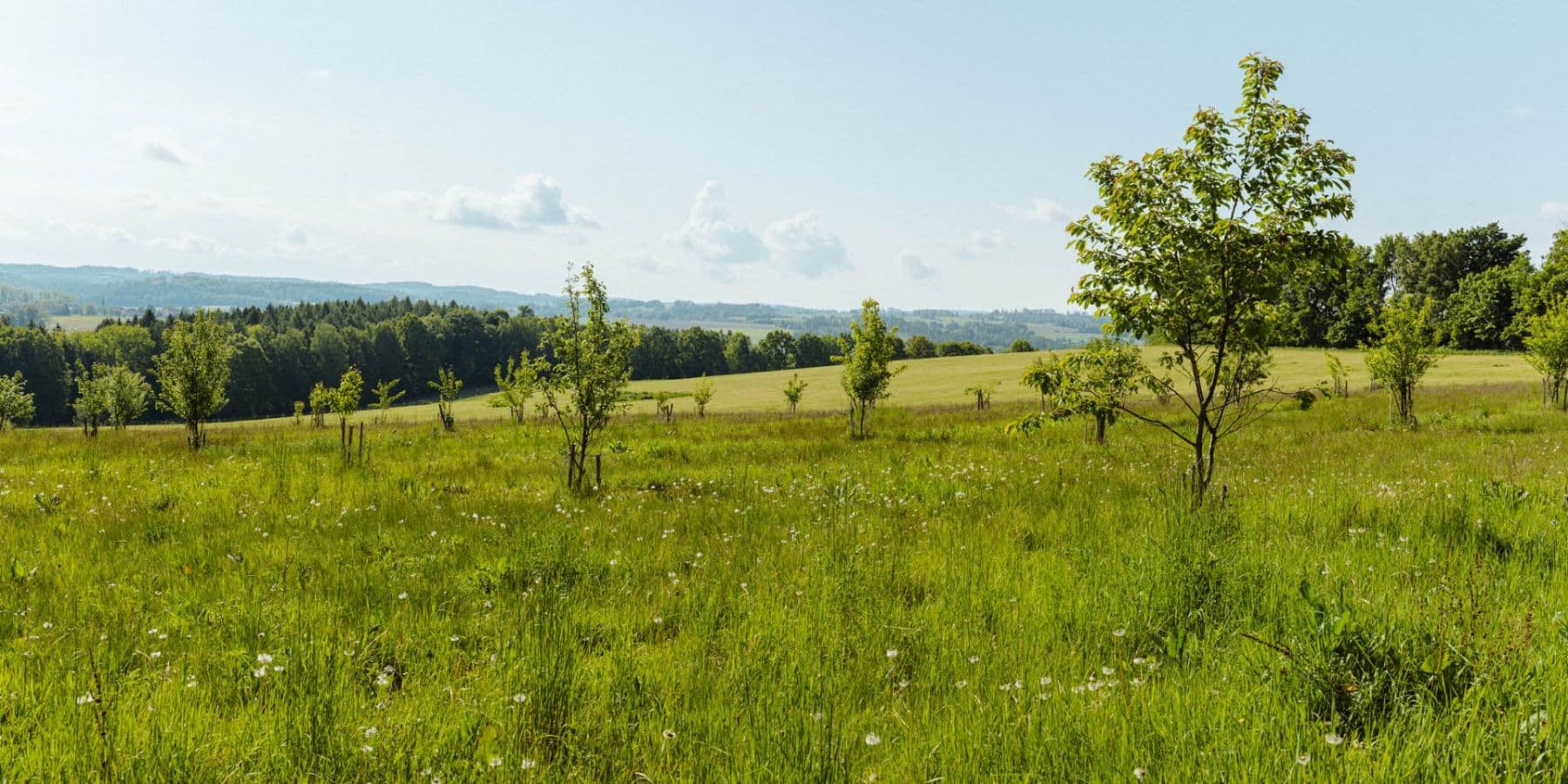 Prodej pozemku 126.783 m², Žirov, Kraj Vysočina Prodej pozemku 126.783 m², Žirov, Kraj Vysočina
