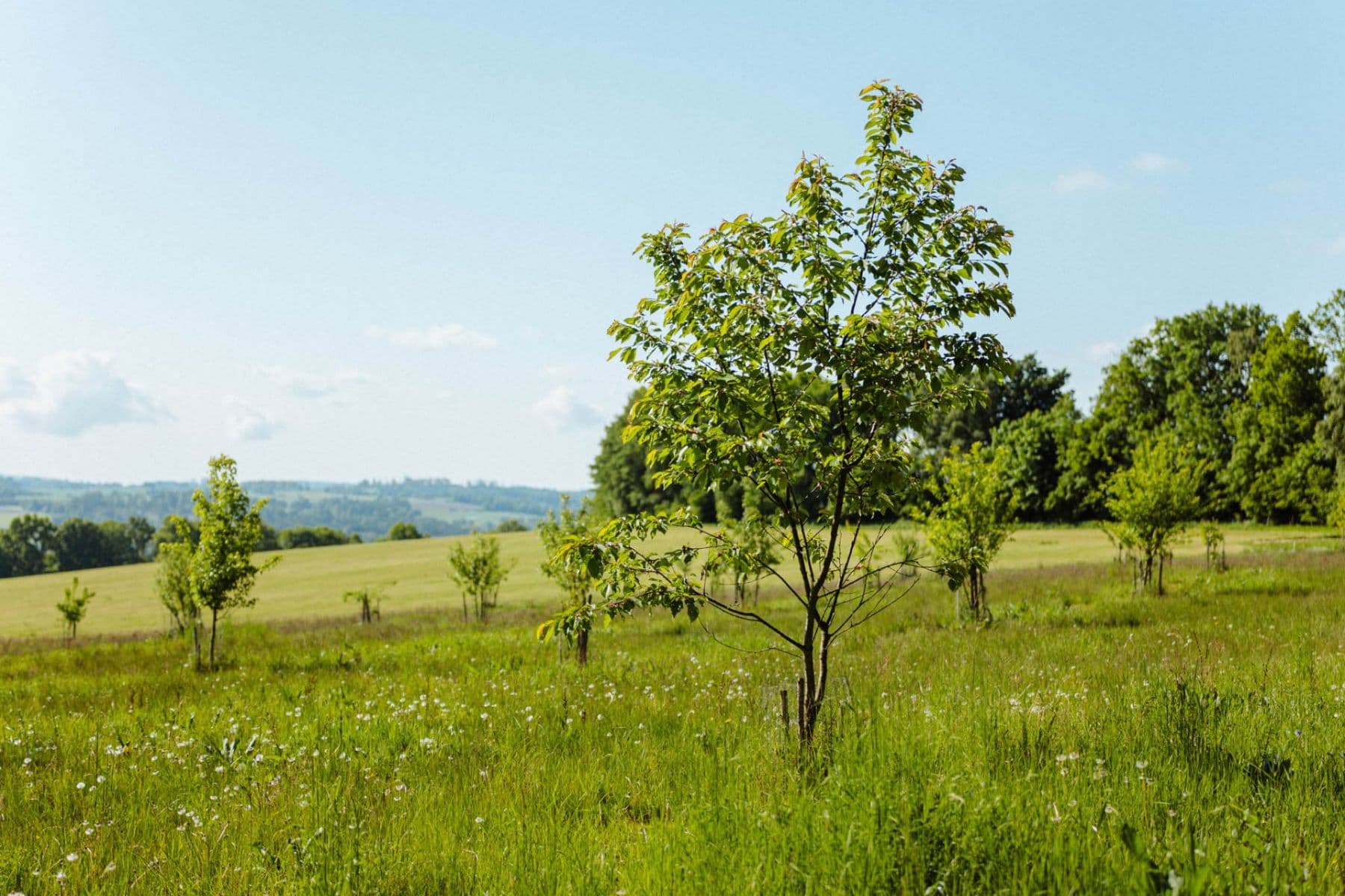 Prodej pozemku 126.783 m², Žirov, Kraj Vysočina Prodej pozemku 126.783 m², Žirov, Kraj Vysočina