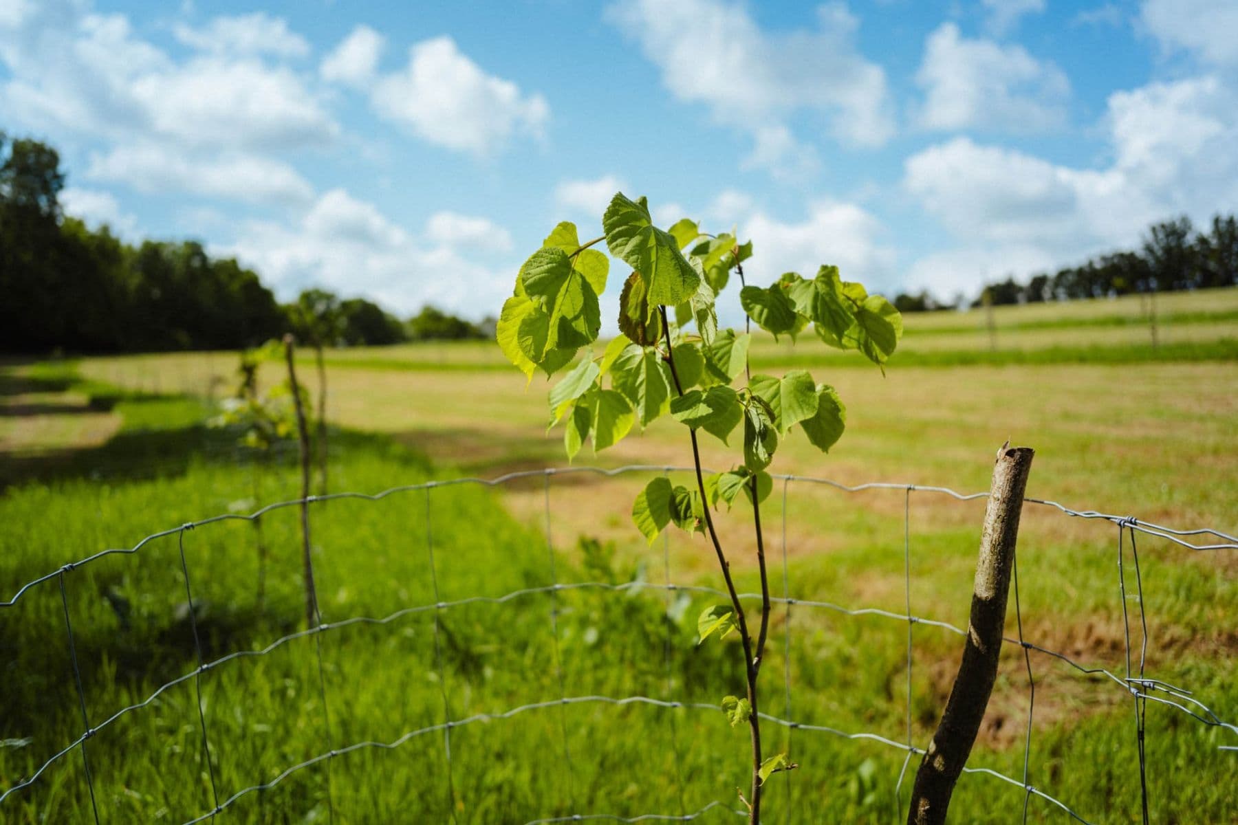 Prodej pozemku 126.783 m², Žirov, Kraj Vysočina Prodej pozemku 126.783 m², Žirov, Kraj Vysočina