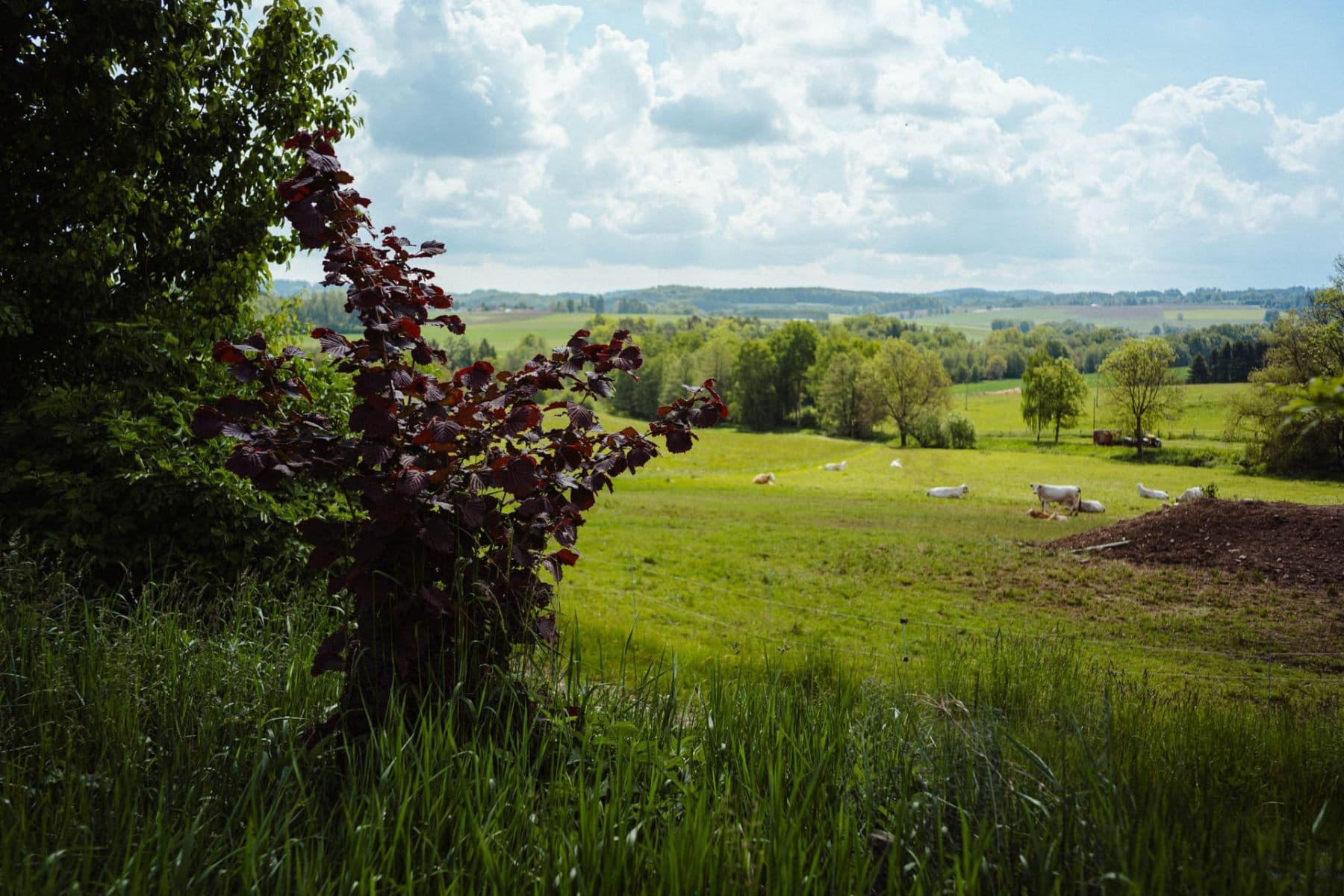 Prodej pozemku 126.783 m², Žirov, Kraj Vysočina Prodej pozemku 126.783 m², Žirov, Kraj Vysočina