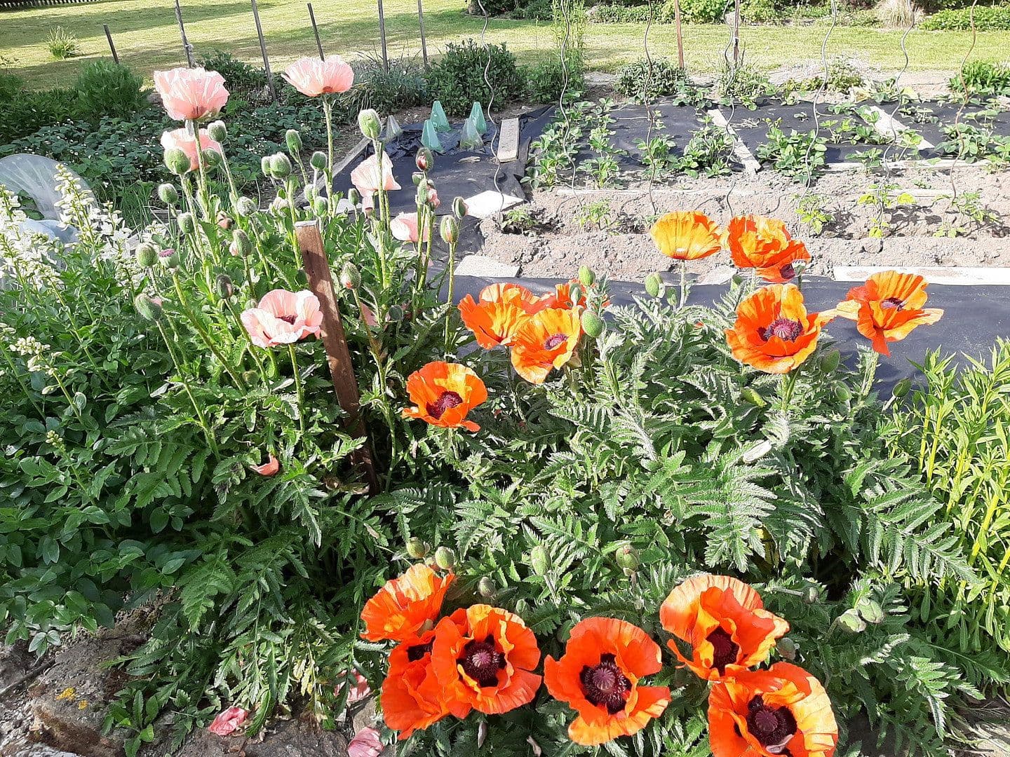 Prodej domu 329 m², pozemek 2.867 m², St. Egidien, Sasko Prodej domu 329 m², pozemek 2.867 m², St. Egidien, Sasko