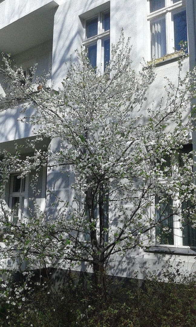 Prodej bytu 5+1 116 m², Scheiblerstr., Berlin, Berlín Prodej bytu 5+1 116 m², Scheiblerstr., Berlin, Berlín