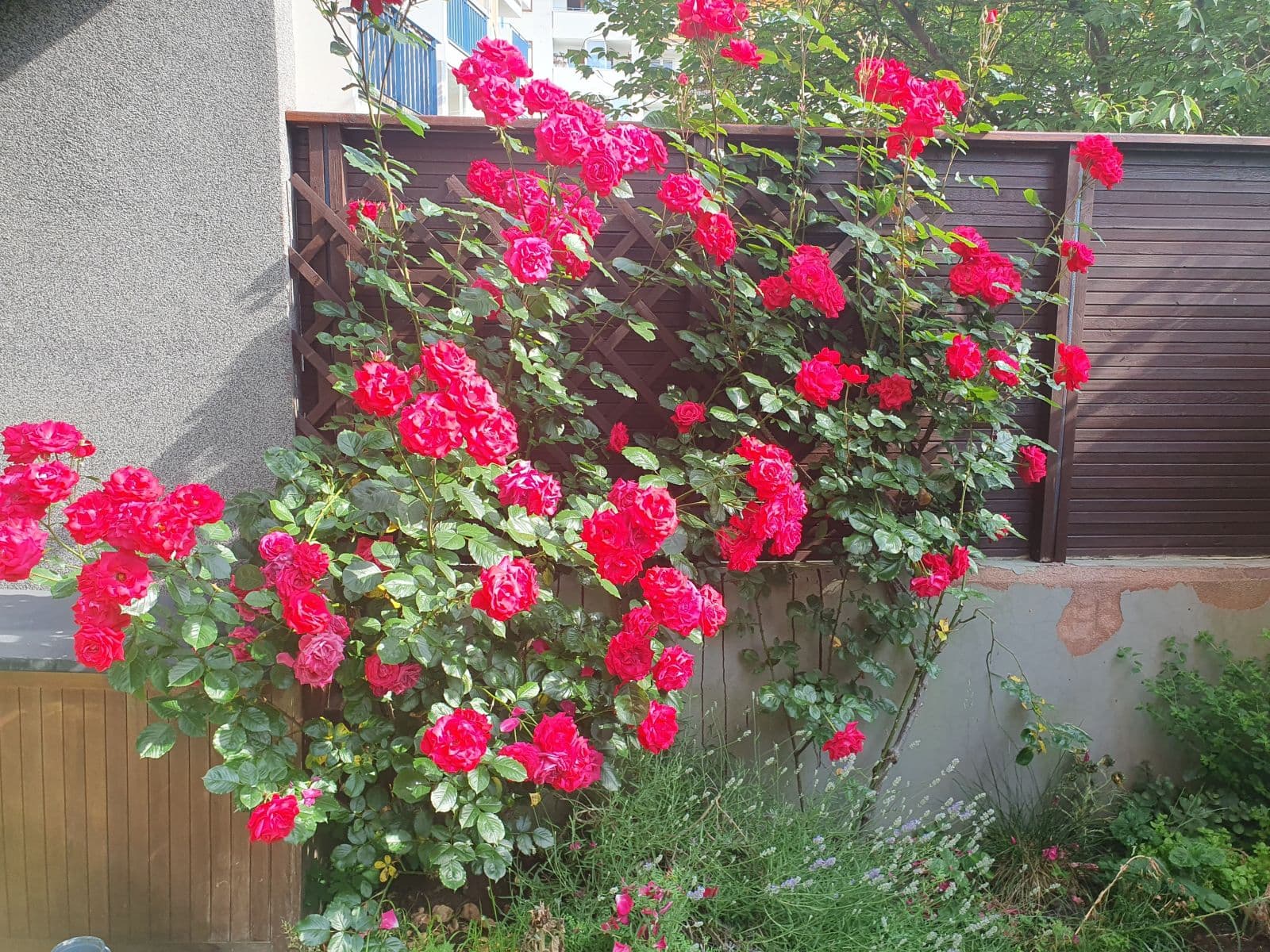 Pronájem bytu 35 m², Kodymova, Praha, Praha Pronájem bytu 35 m², Kodymova, Praha, Praha