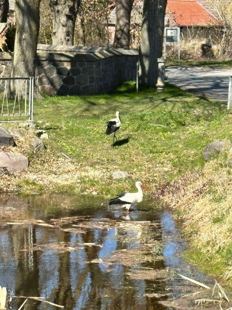 Prodej domu 156 m², pozemek 999 m², Medow, Mecklenburg-Vorpommern Prodej domu 156 m², pozemek 999 m², Medow, Mecklenburg-Vorpommern