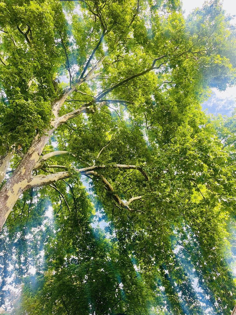 Prodej domu 176 m², pozemek 78 m², Köln, Severní Porýní-Vestfálsko Prodej domu 176 m², pozemek 78 m², Köln, Severní Porýní-Vestfálsko