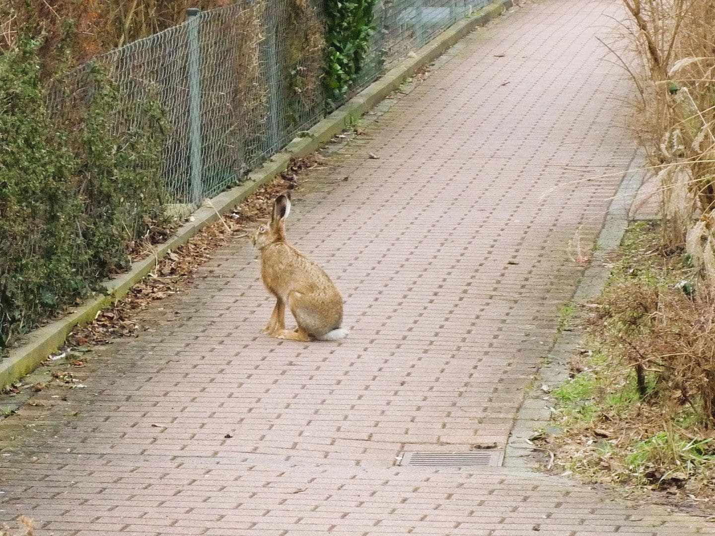 Pronájem bytu 2+1 76 m², Schlüsselfelder Str. 16a, Nürnberg, Bavorsko Pronájem bytu 2+1 76 m², Schlüsselfelder Str. 16a, Nürnberg, Bavorsko