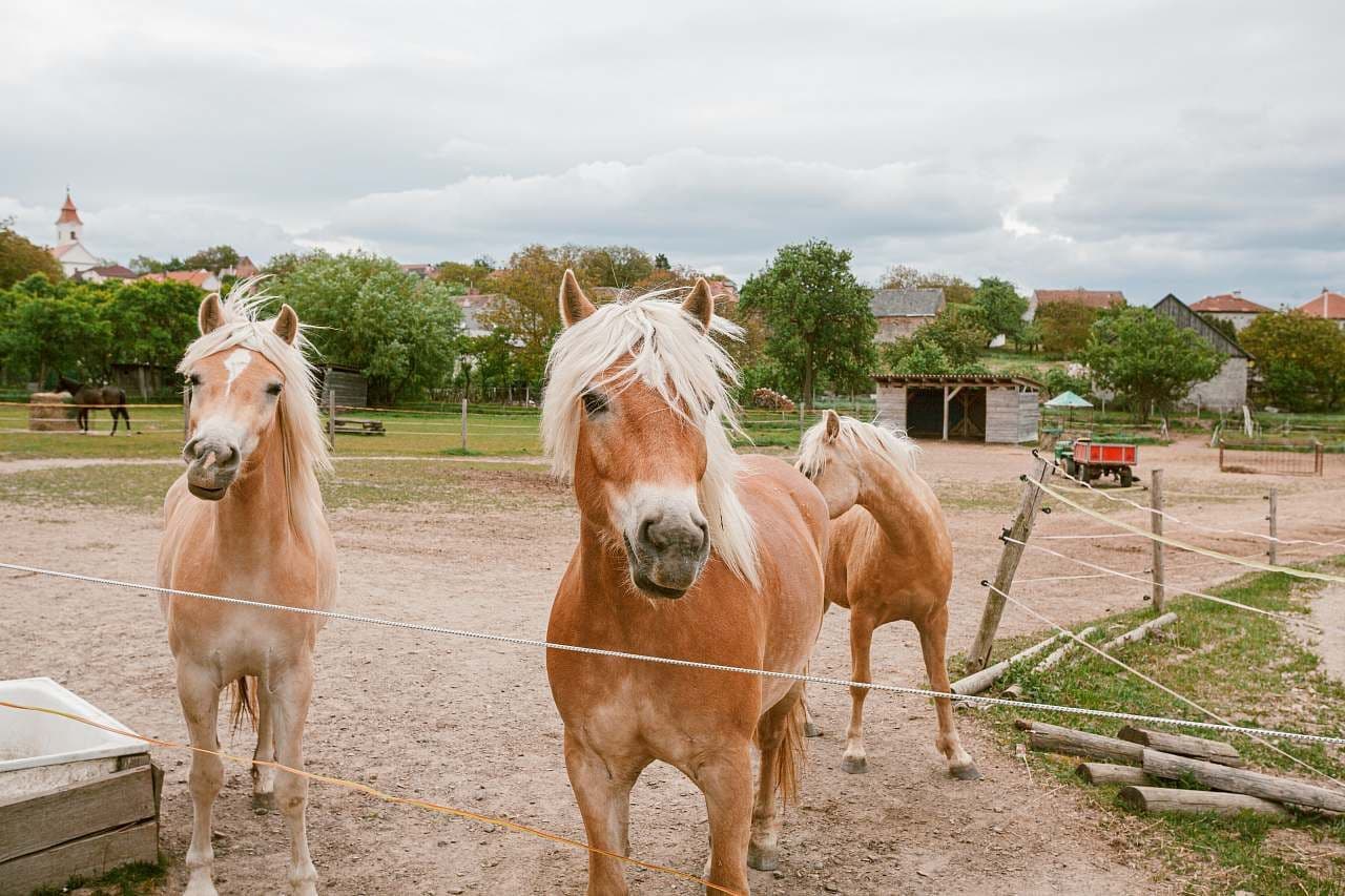 Pronájem chaty, chalupy, Horní Újezd, Kraj Vysočina Pronájem chaty, chalupy, Horní Újezd, Kraj Vysočina