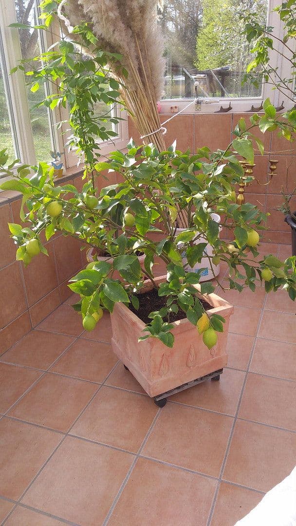 Prodej domu 214 m², pozemek 8.000 m², Gersheim, Země Sársko Prodej domu 214 m², pozemek 8.000 m², Gersheim, Země Sársko