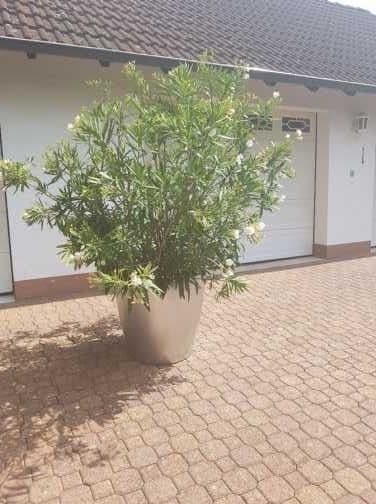 Prodej domu 120 m², pozemek 1.000 m², Grundweg 9, Wertheim, Bádensko-Württembersko Prodej domu 120 m², pozemek 1.000 m², Grundweg 9, Wertheim, Bádensko-Württembersko