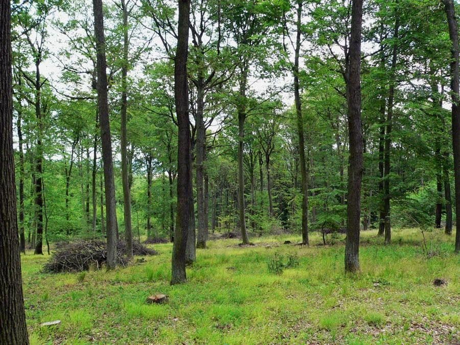 Prodej pozemku 908 m², Hvozdec, Jihomoravský kraj Prodej pozemku 908 m², Hvozdec, Jihomoravský kraj