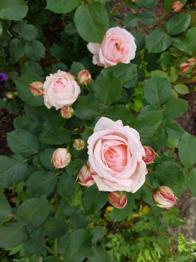 Prodej chaty, chalupy 40 m², pozemek 357 m², Karlovy Vary, Karlovarský kraj Prodej chaty, chalupy 40 m², pozemek 357 m², Karlovy Vary, Karlovarský kraj