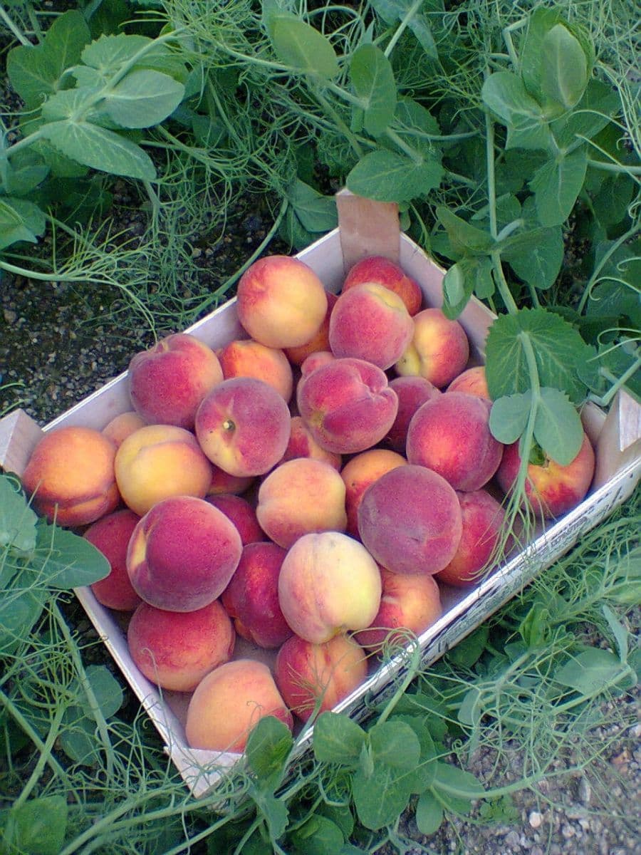 Prodej chaty, chalupy 40 m², pozemek 357 m², Karlovy Vary, Karlovarský kraj Prodej chaty, chalupy 40 m², pozemek 357 m², Karlovy Vary, Karlovarský kraj