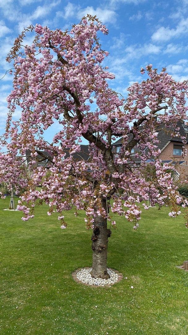 Prodej domu 113 m², pozemek 708 m², Wilhelm-Busch-Straße 22, Neumünster, Šlesvicko-Holštýnsko Prodej domu 113 m², pozemek 708 m², Wilhelm-Busch-Straße 22, Neumünster, Šlesvicko-Holštýnsko