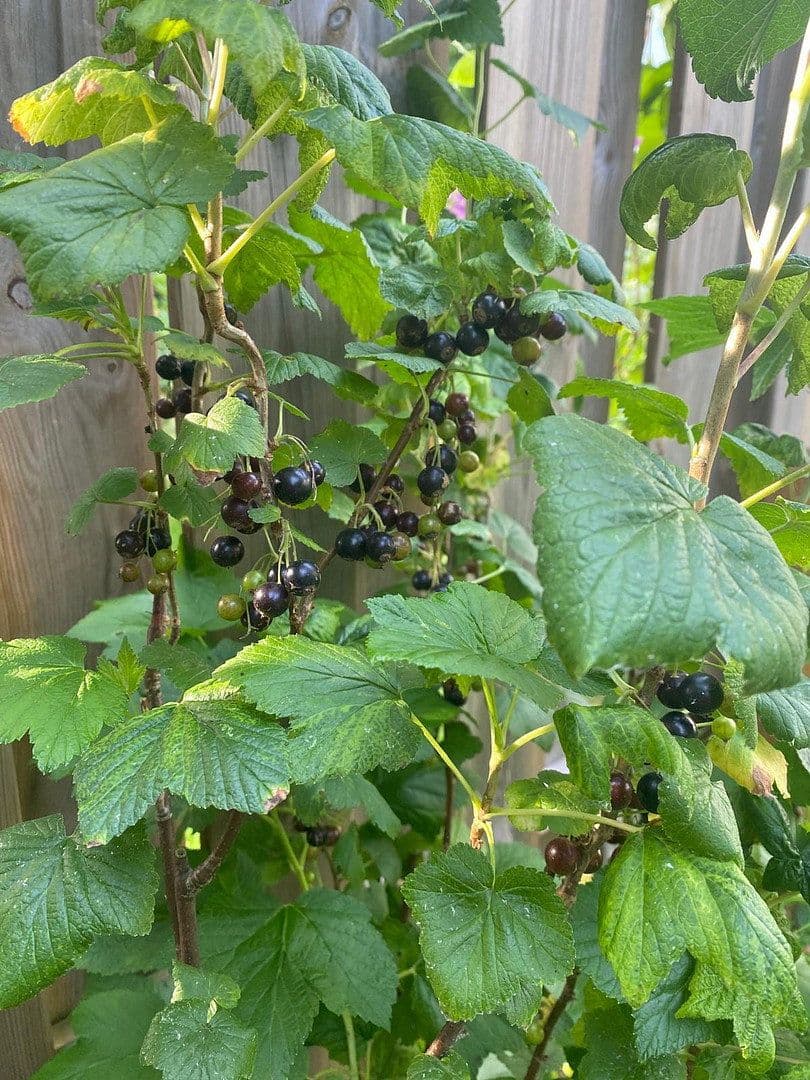 Prodej domu 100 m², pozemek 124 m², Döringweg 7d, Hamburg, Hamburg Prodej domu 100 m², pozemek 124 m², Döringweg 7d, Hamburg, Hamburg