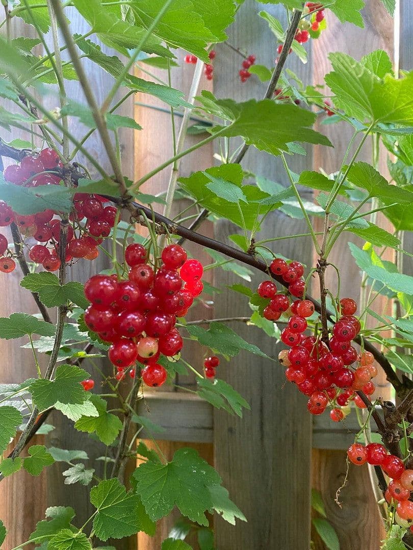 Prodej domu 100 m², pozemek 124 m², Döringweg 7d, Hamburg, Hamburg Prodej domu 100 m², pozemek 124 m², Döringweg 7d, Hamburg, Hamburg