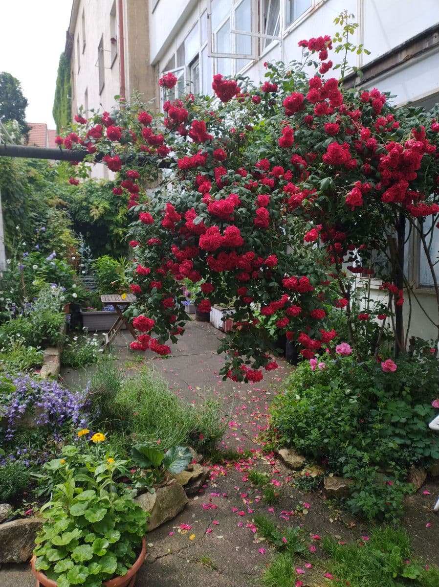 Pronájem bytu 1+1 36 m², Šlikova, Praha, Praha Pronájem bytu 1+1 36 m², Šlikova, Praha, Praha