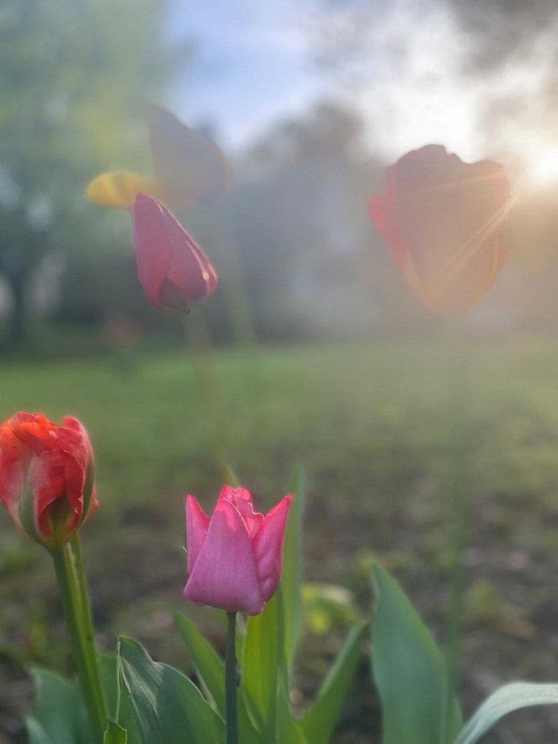 Pronájem domu 150 m², pozemek 1.000 m², Bammental, Bádensko-Württembersko Pronájem domu 150 m², pozemek 1.000 m², Bammental, Bádensko-Württembersko