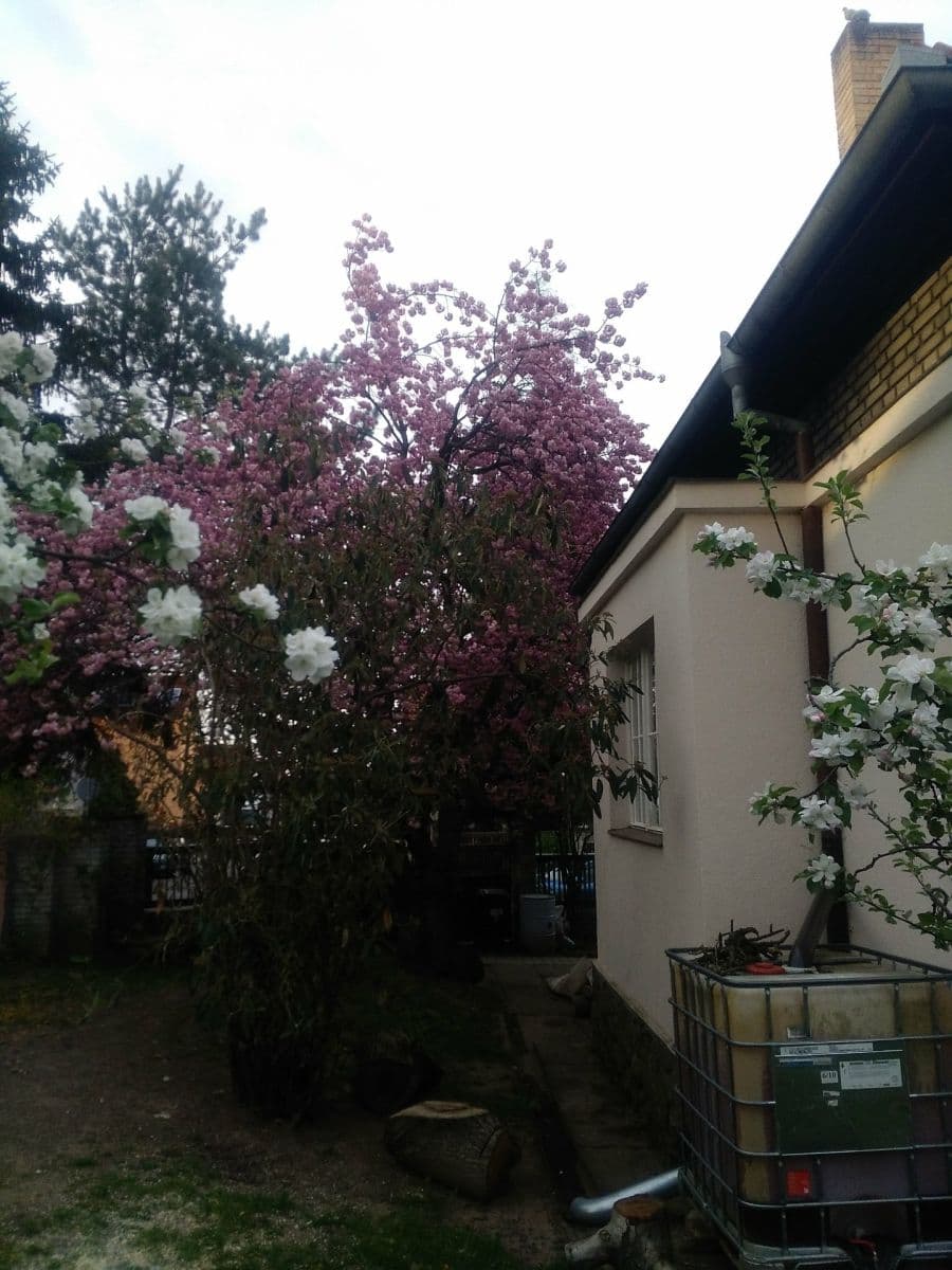 Pronájem domu 150 m², pozemek 1.000 m², Slovenská, Přeštice, Plzeňský kraj Pronájem domu 150 m², pozemek 1.000 m², Slovenská, Přeštice, Plzeňský kraj