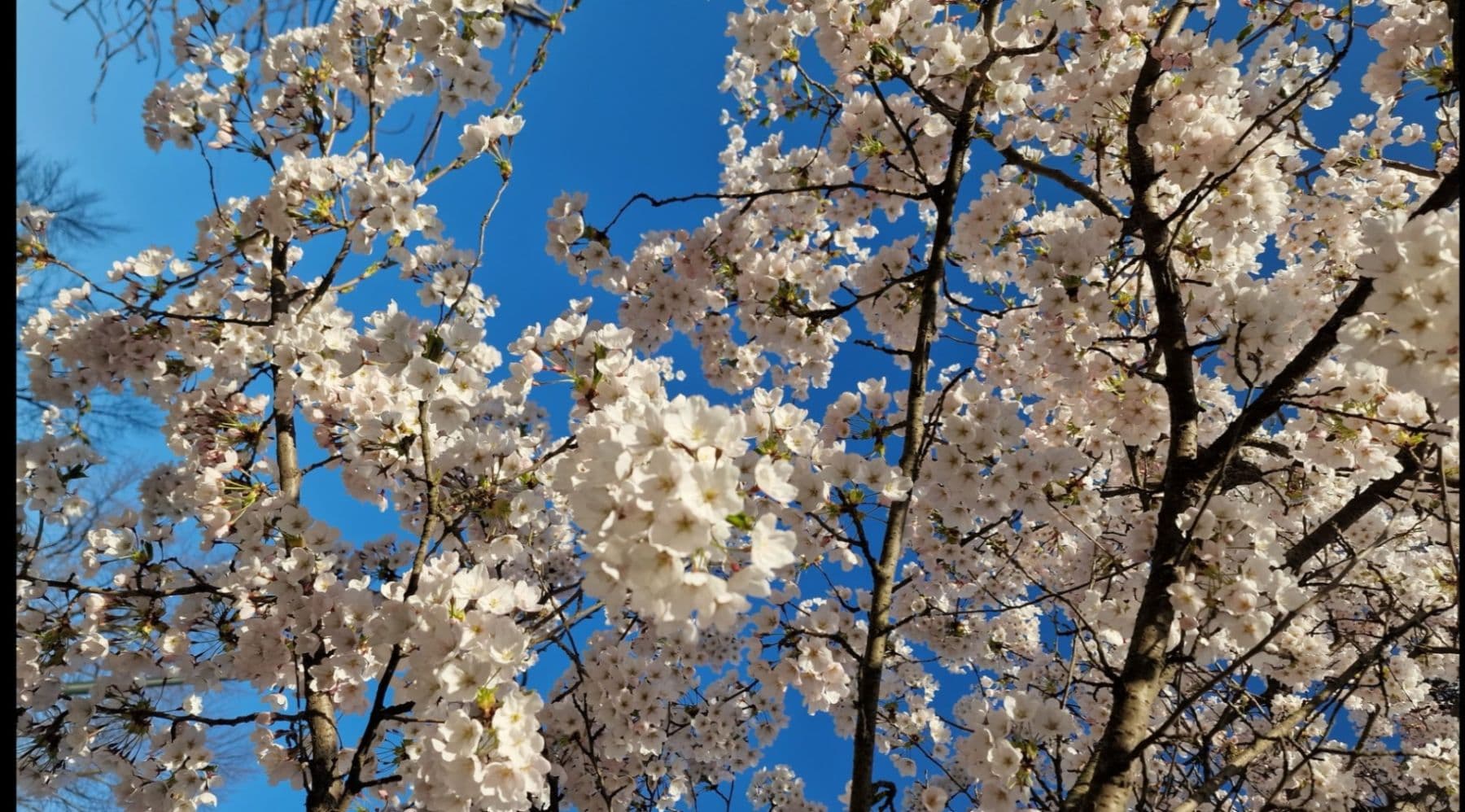 Prodej domu 125 m², pozemek 126 m², Tachlovice, Středočeský kraj Prodej domu 125 m², pozemek 126 m², Tachlovice, Středočeský kraj