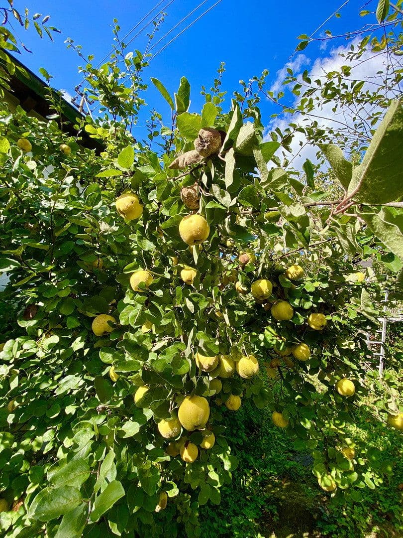 Prodej domu 240 m², pozemek 1.215 m², Panoramaweg 15, Rudersberg, Bádensko-Württembersko Prodej domu 240 m², pozemek 1.215 m², Panoramaweg 15, Rudersberg, Bádensko-Württembersko