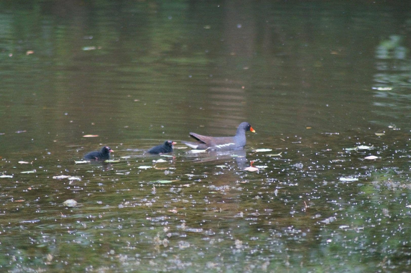 Prodej domu 250 m², pozemek 8.000 m², In der Schorbach 1c, Waldfischbach-Burgalben, Porýní-Falc Prodej domu 250 m², pozemek 8.000 m², In der Schorbach 1c, Waldfischbach-Burgalben, Porýní-Falc