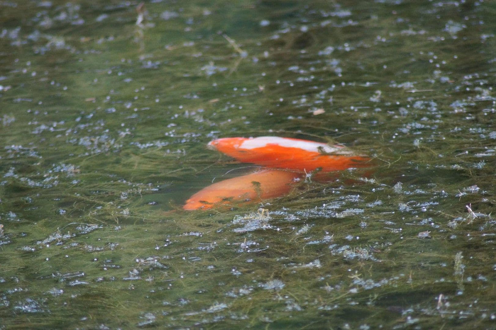 Prodej domu 250 m², pozemek 8.000 m², In der Schorbach 1c, Waldfischbach-Burgalben, Porýní-Falc Prodej domu 250 m², pozemek 8.000 m², In der Schorbach 1c, Waldfischbach-Burgalben, Porýní-Falc