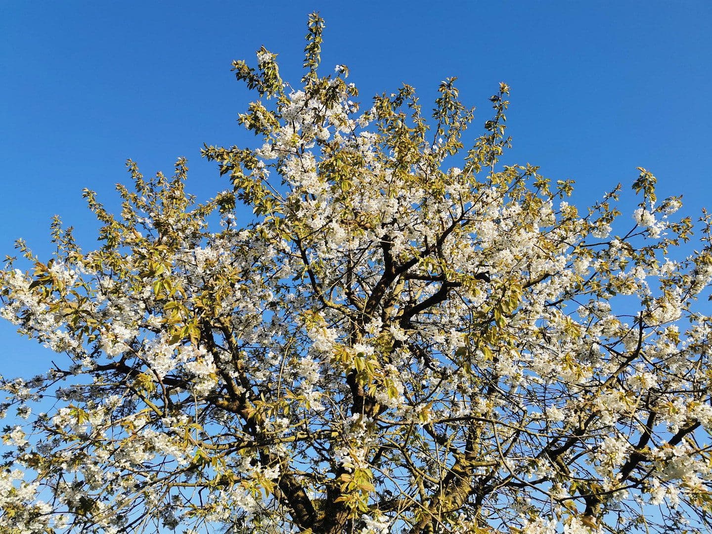 Prodej domu 125 m², pozemek 566 m², Lübeck, Šlesvicko-Holštýnsko Prodej domu 125 m², pozemek 566 m², Lübeck, Šlesvicko-Holštýnsko