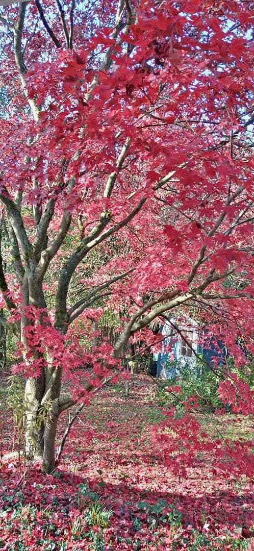 Prodej domu 133 m², pozemek 850 m², Silker Weiche 7, Reinbek, Šlesvicko-Holštýnsko Prodej domu 133 m², pozemek 850 m², Silker Weiche 7, Reinbek, Šlesvicko-Holštýnsko