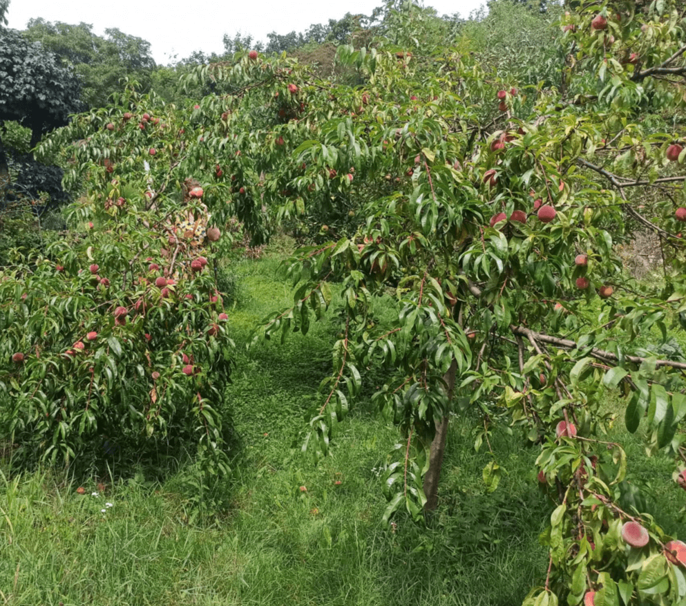 Prodej chaty, chalupy 25 m², pozemek 340 m², Na Okrouhlíku, Praha, Praha Prodej chaty, chalupy 25 m², pozemek 340 m², Na Okrouhlíku, Praha, Praha