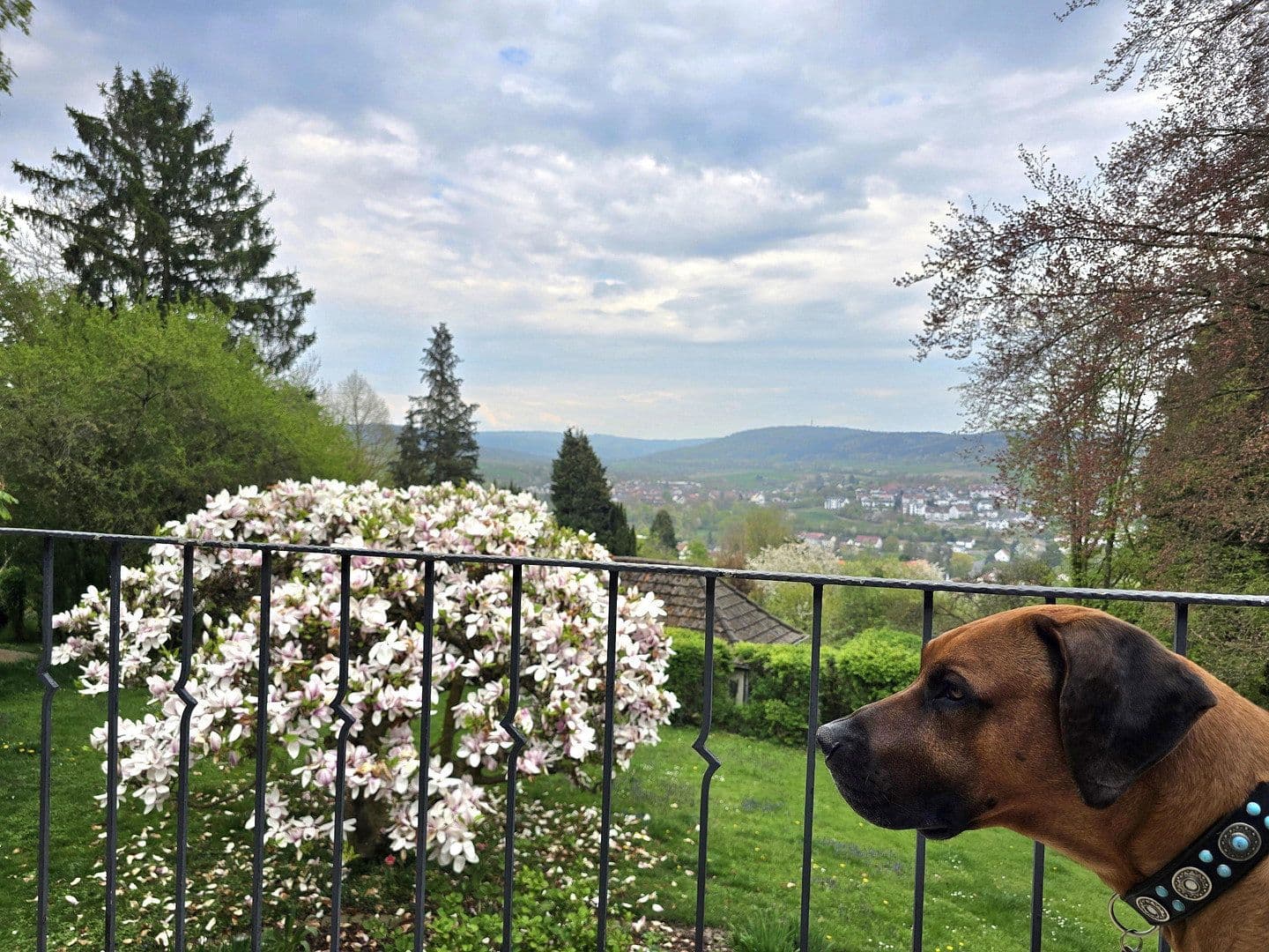 Prodej domu 240 m², pozemek 1.500 m², Hans-Staden-Allee 6, Homberg (Efze), Hessen Prodej domu 240 m², pozemek 1.500 m², Hans-Staden-Allee 6, Homberg (Efze), Hessen