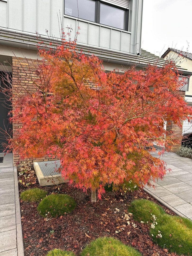 Pronájem bytu 4+1 210 m², Koblenz, Porýní-Falc Pronájem bytu 4+1 210 m², Koblenz, Porýní-Falc