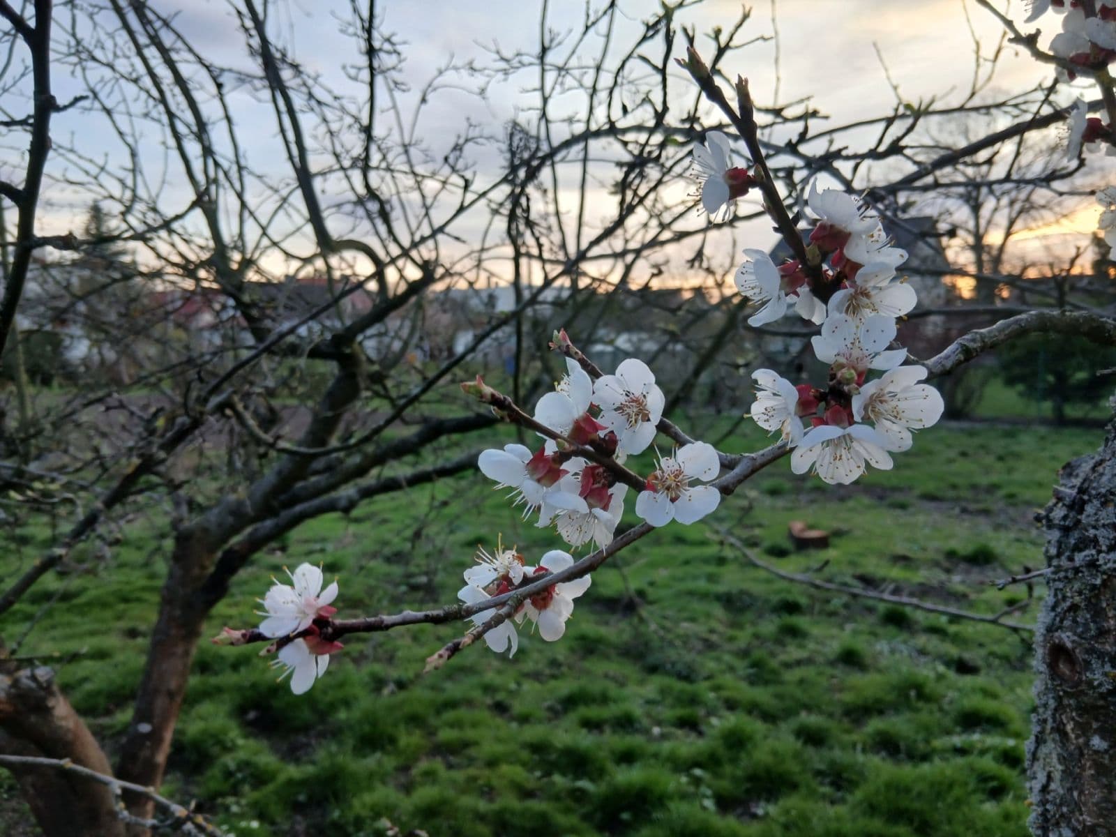 Prodej pozemku 853 m², Borovská, Praha, Praha Prodej pozemku 853 m², Borovská, Praha, Praha