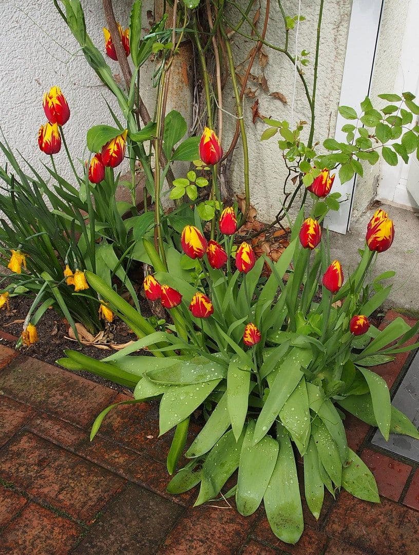 Prodej domu 105 m², pozemek 153 m², Hamburg, Hamburg Prodej domu 105 m², pozemek 153 m², Hamburg, Hamburg