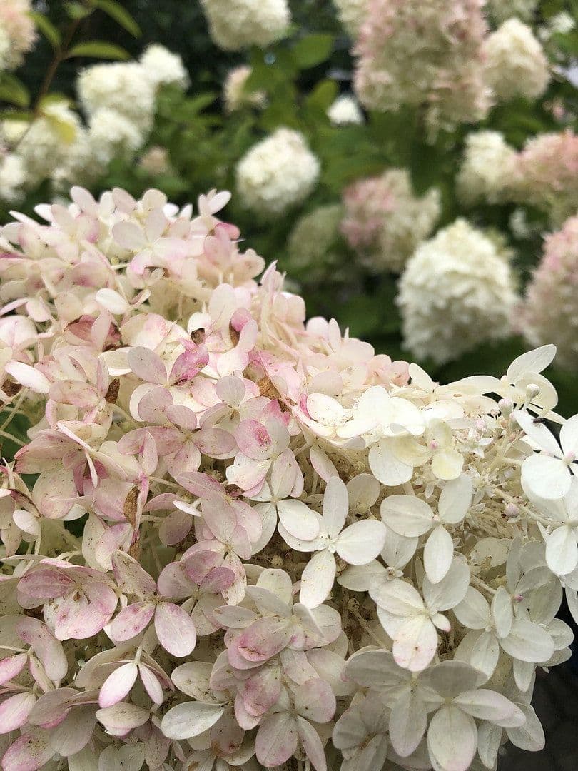 Prodej domu 120 m², pozemek 323 m², Wesel, Severní Porýní-Vestfálsko Prodej domu 120 m², pozemek 323 m², Wesel, Severní Porýní-Vestfálsko