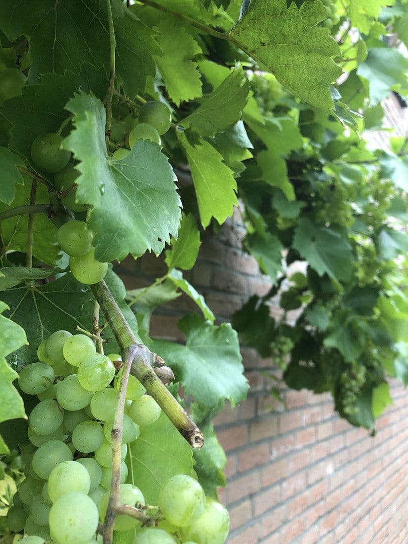 Prodej domu 120 m², pozemek 323 m², Wesel, Severní Porýní-Vestfálsko Prodej domu 120 m², pozemek 323 m², Wesel, Severní Porýní-Vestfálsko