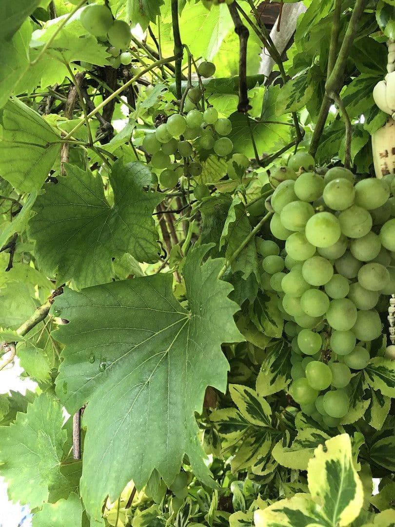 Prodej domu 120 m², pozemek 323 m², Wesel, Severní Porýní-Vestfálsko Prodej domu 120 m², pozemek 323 m², Wesel, Severní Porýní-Vestfálsko