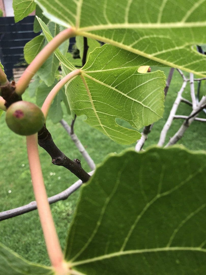 Prodej domu 120 m², pozemek 323 m², Wesel, Severní Porýní-Vestfálsko Prodej domu 120 m², pozemek 323 m², Wesel, Severní Porýní-Vestfálsko