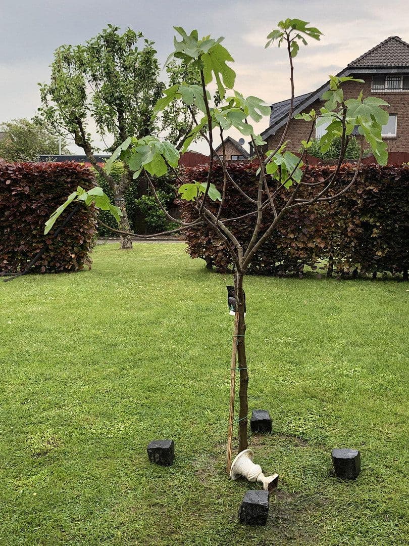 Prodej domu 120 m², pozemek 323 m², Wesel, Severní Porýní-Vestfálsko Prodej domu 120 m², pozemek 323 m², Wesel, Severní Porýní-Vestfálsko