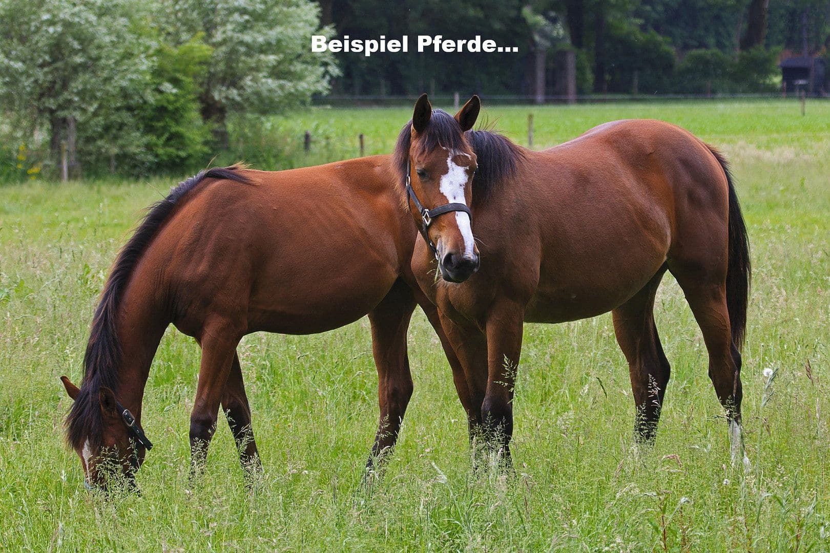 Prodej domu 350 m², pozemek 255.000 m², Ebersberg, Bavorsko Prodej domu 350 m², pozemek 255.000 m², Ebersberg, Bavorsko