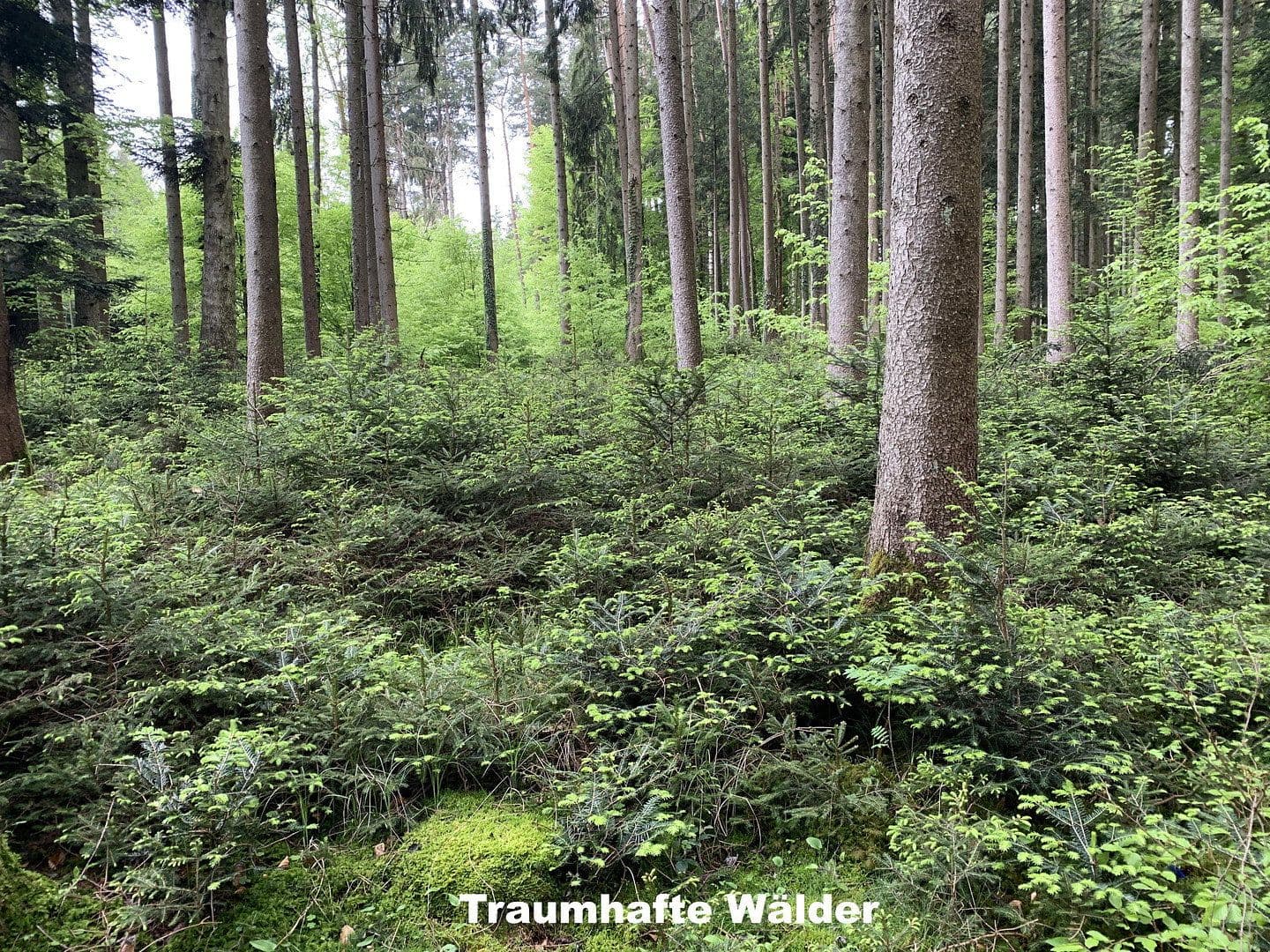 Prodej domu 350 m², pozemek 255.000 m², Ebersberg, Bavorsko Prodej domu 350 m², pozemek 255.000 m², Ebersberg, Bavorsko