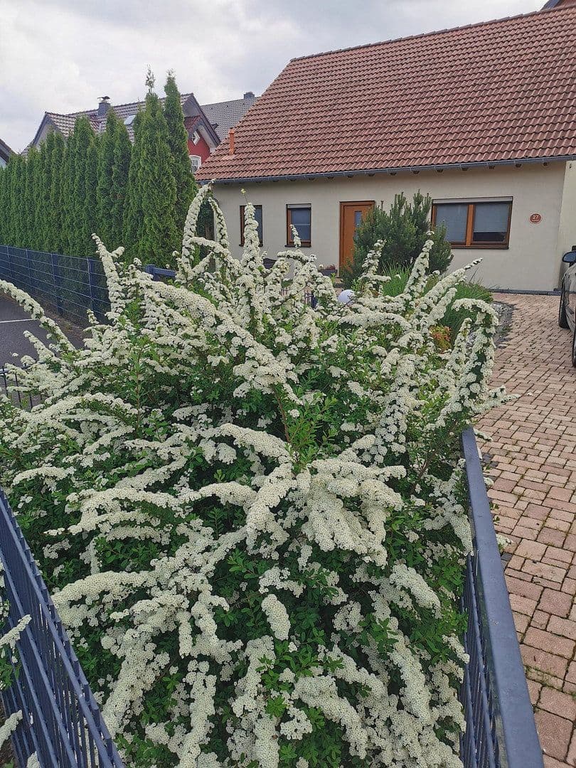 Prodej domu 163 m², pozemek 603 m², Büdingen, Hessen Prodej domu 163 m², pozemek 603 m², Büdingen, Hessen