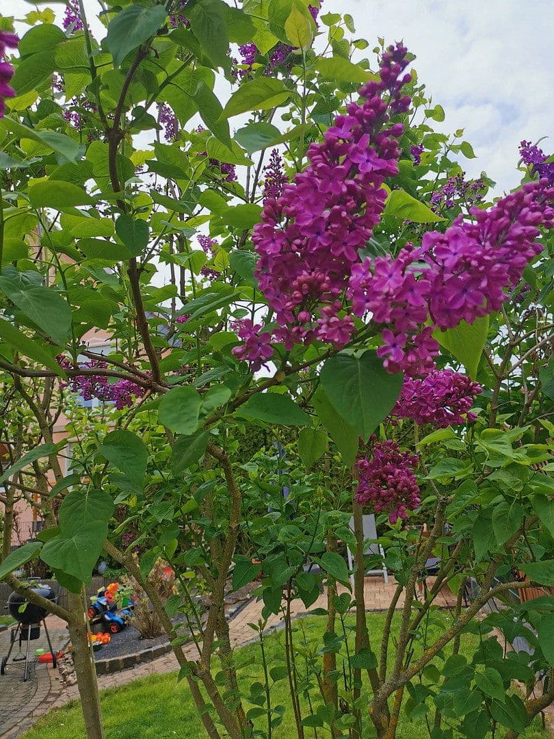 Prodej domu 163 m², pozemek 603 m², Büdingen, Hessen Prodej domu 163 m², pozemek 603 m², Büdingen, Hessen