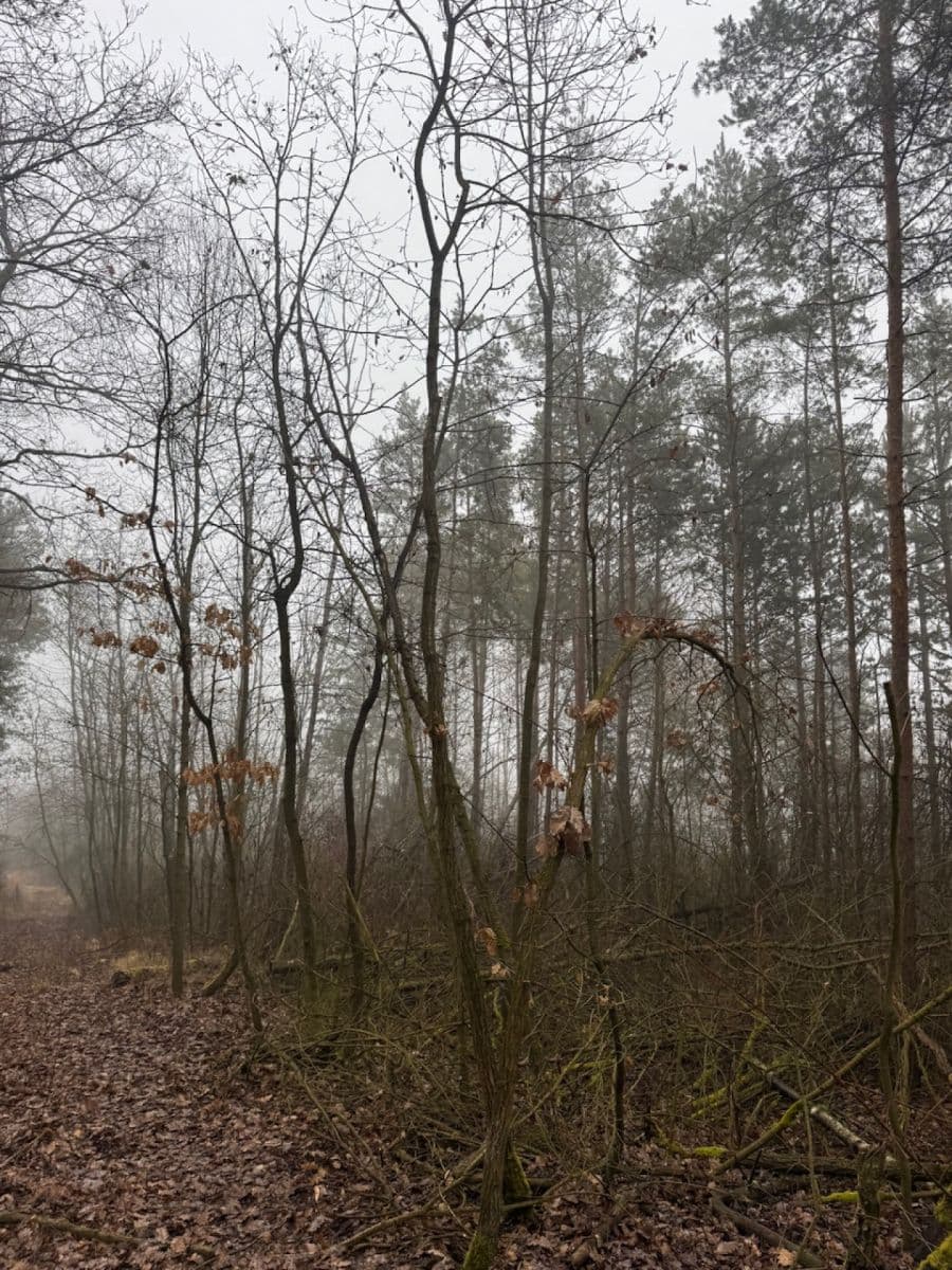 Prodej pozemku 3.854 m², Chotiněves, Ústecký kraj Prodej pozemku 3.854 m², Chotiněves, Ústecký kraj