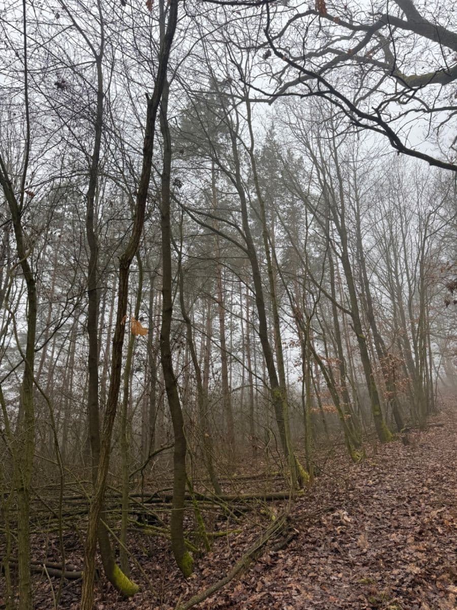 Prodej pozemku 3.854 m², Chotiněves, Ústecký kraj Prodej pozemku 3.854 m², Chotiněves, Ústecký kraj