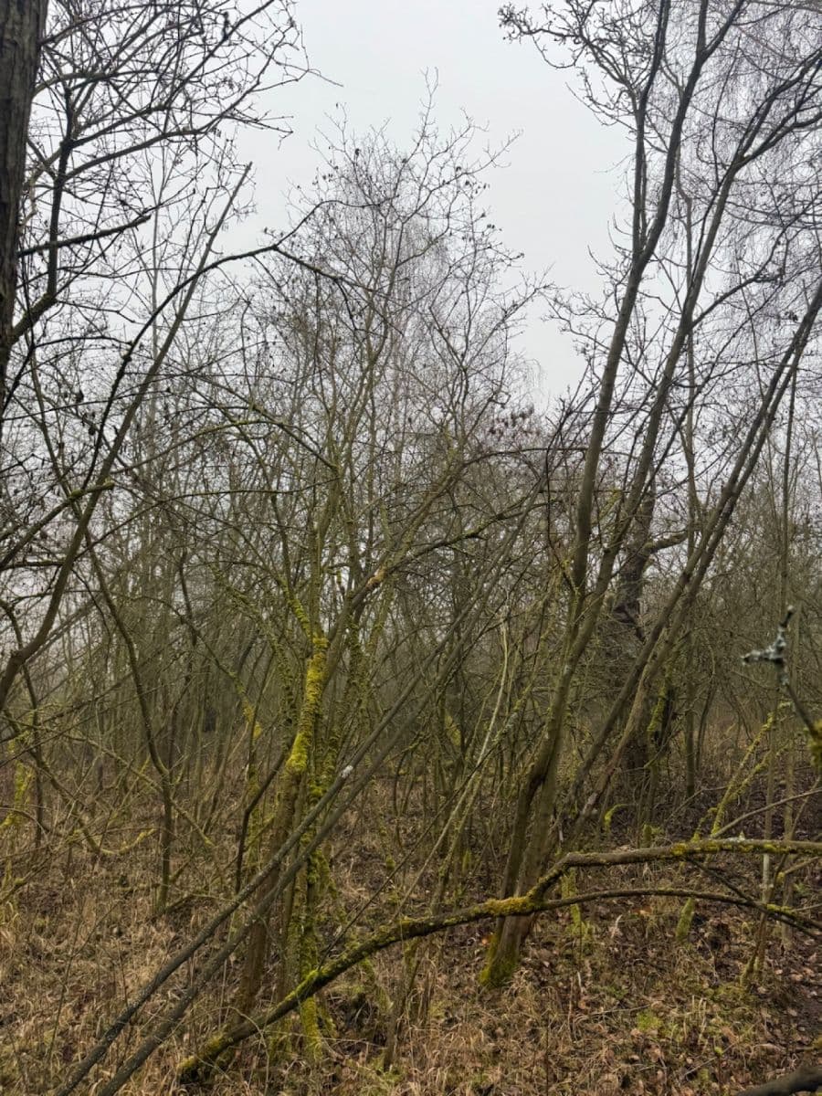 Prodej pozemku 3.854 m², Chotiněves, Ústecký kraj Prodej pozemku 3.854 m², Chotiněves, Ústecký kraj